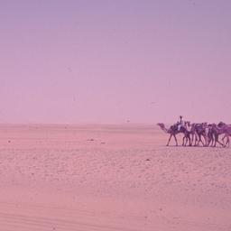 Camels in desert.