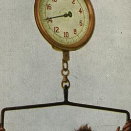 Weighing a Baby Orang. New ...