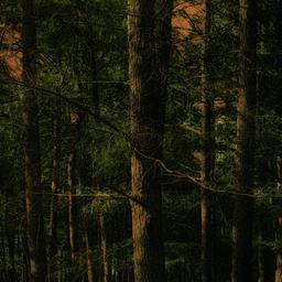 The Hemlock Grove, Bronx Pa...
