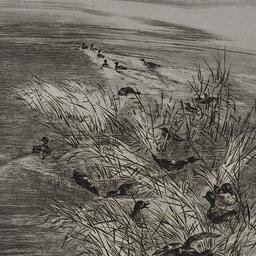 Teal Among the Reeds