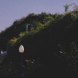 Green roofs and lamp posts.