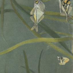 Flying Characins, New York ...