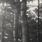 Forest Original
