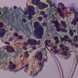 Leaves with black spots.