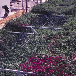View of plants on promenade...