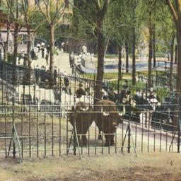 Animals in Central Park, Ne...