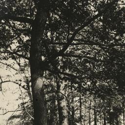 A Woodland Path, in Our New...