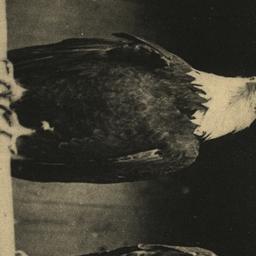 American Eagle New York Zoo...