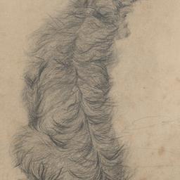 A Terrier