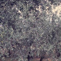 Olive tree.