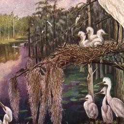 The American Museum of Natu...