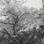 A big tree that is covered ...