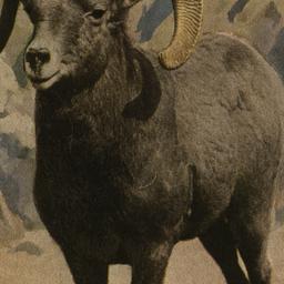 Big-horn Mountain Sheep New...