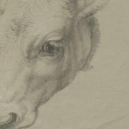 Head of a Cow