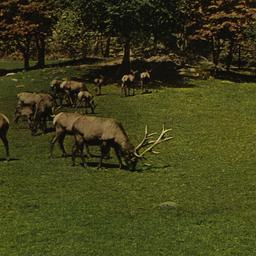Part of Elk Herd New York Z...