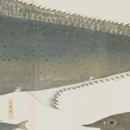 Group of Four Fish from the...