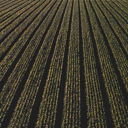 Aerial view of fields.