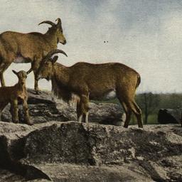 Barbary Wild Sheep Family o...