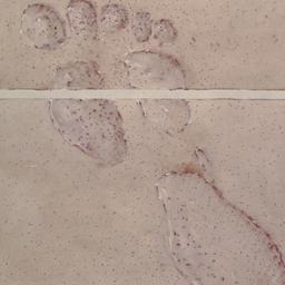 Archeological footprint flo...