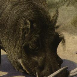 East African Wart-hog New Y...