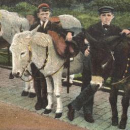 Donkeys in Central Park, Ne...