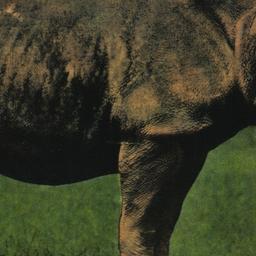 African Black Rhinoceros, N...