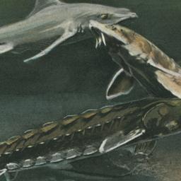 Sturgeon and Small Shark, N...