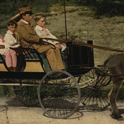 Riding Animals Algerian Don...