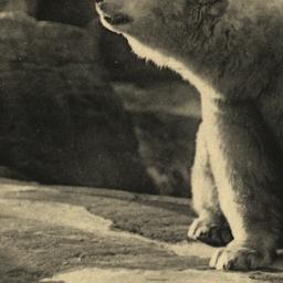 Polar Bear New York Zoologi...