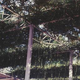View of greenery growing th...
