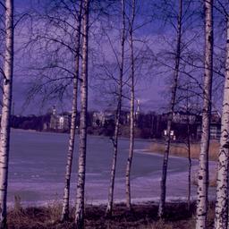 View of lake through birch ...