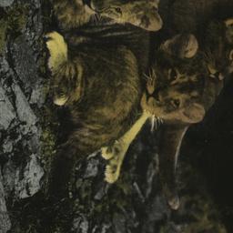 Barbary Lion Cubs. New York...