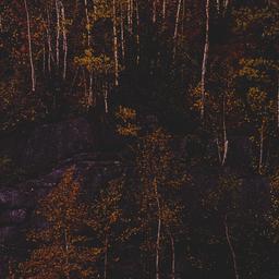Trees.