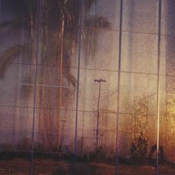 Exterior view, palm tree th...