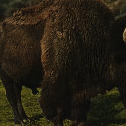 American Bison New York Zoo...