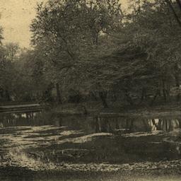 View in Prospect Park, N. Y.