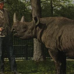 Two-horned African Rhinocer...