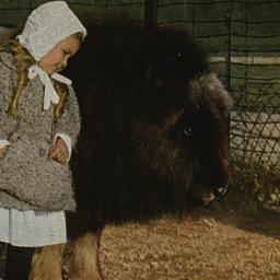 Musk Ox New York Zoological...