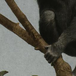 Gorilla New York Zoological...