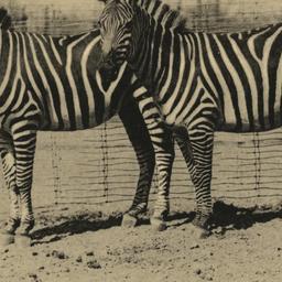 Grant's Zebra New York ...