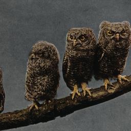 Young Screech Owls New York...