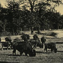 Buffalo Herd, New York Zool...