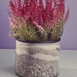 Terrarium planter.