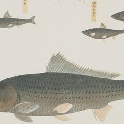 Group of Five Fish from the...