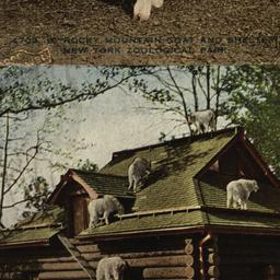 Rocky Mountain Goat and She...