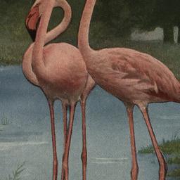 European Flamingo New York ...
