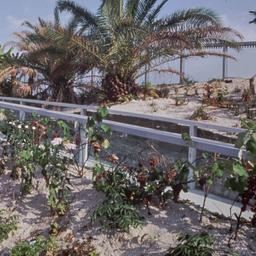 View of plantings on bridge.