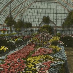 Chrysanthemums at the Conse...