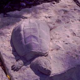 Turtle imbedded in stone.