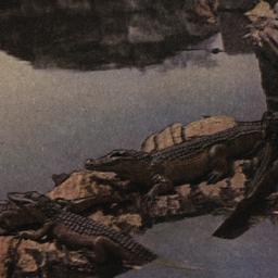 Alligators in Pool. New Yor...